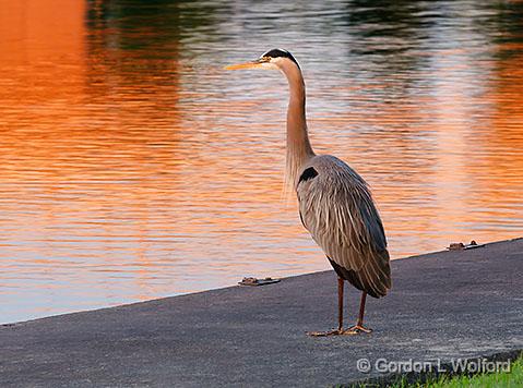 Heron In Sunrise Glow_24292-5.jpg - Great Blue Heron (Ardea herodias) photographed beside the Rideau Canal Waterway at Rideau Ferry, Ontario, Canada.